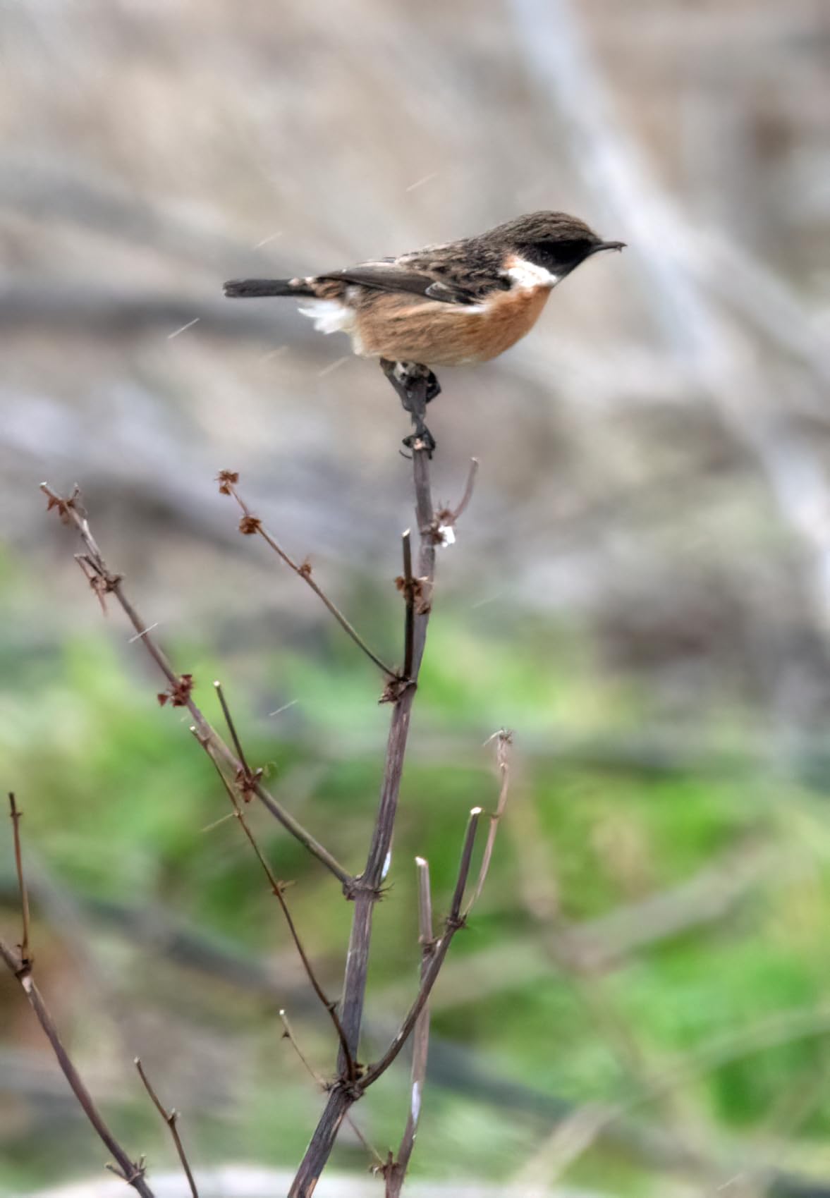 Genial für Tierfotografie
