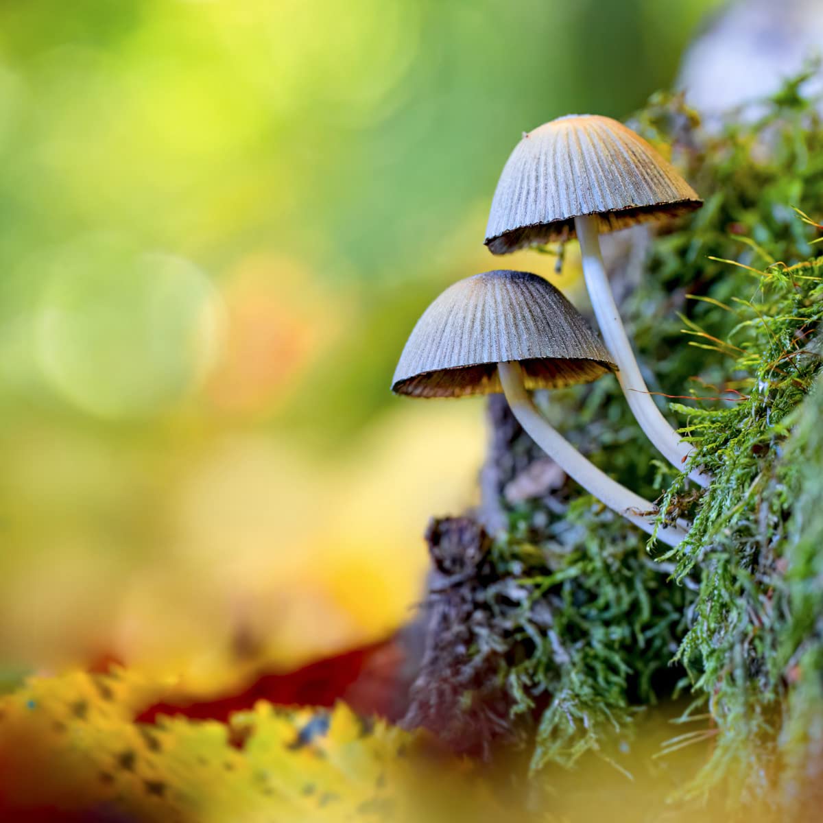 Für meine Tierfotografie ideal