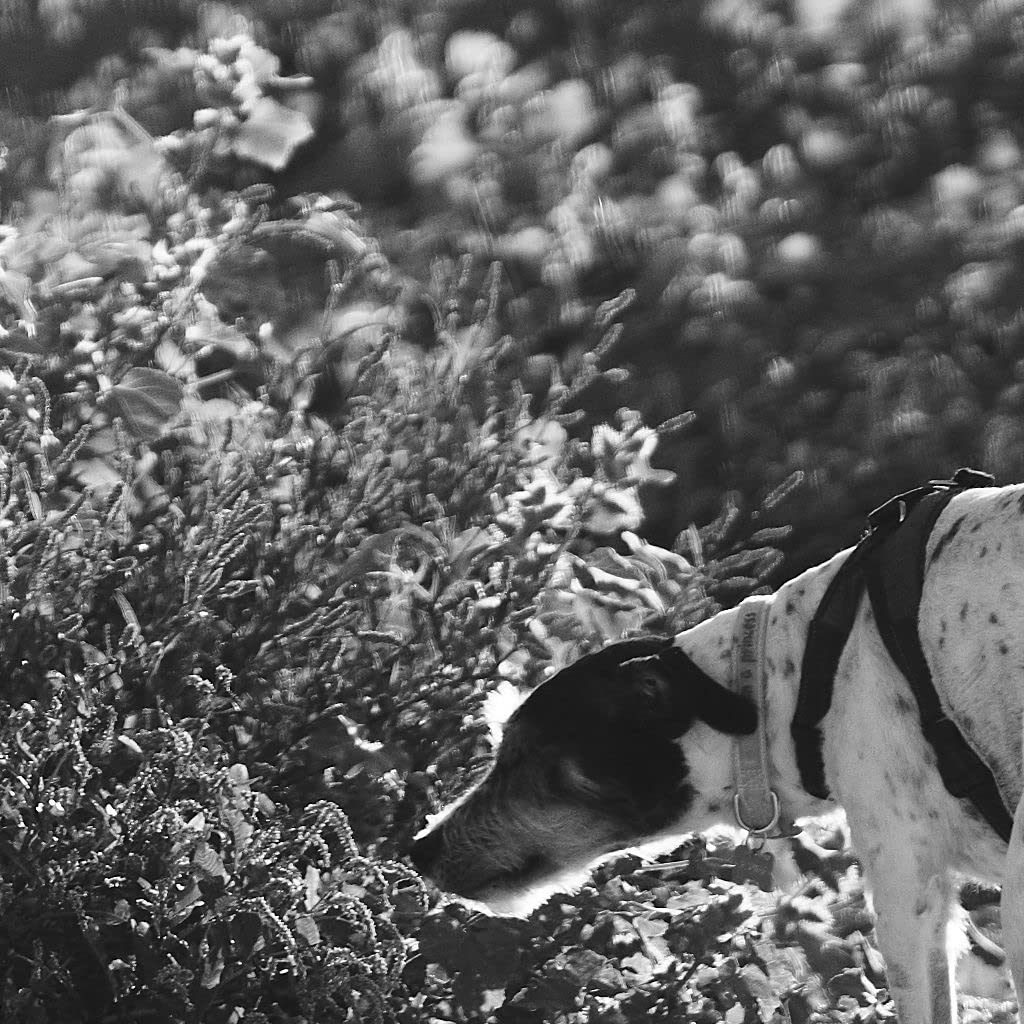 Bokeh wie im Traum