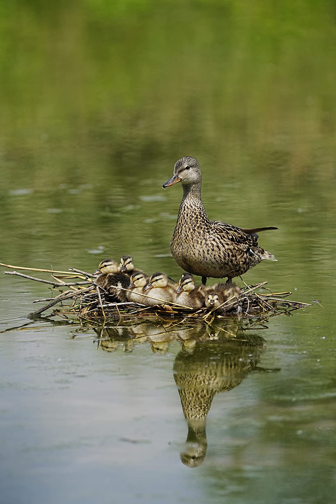 Wildlife-Traum