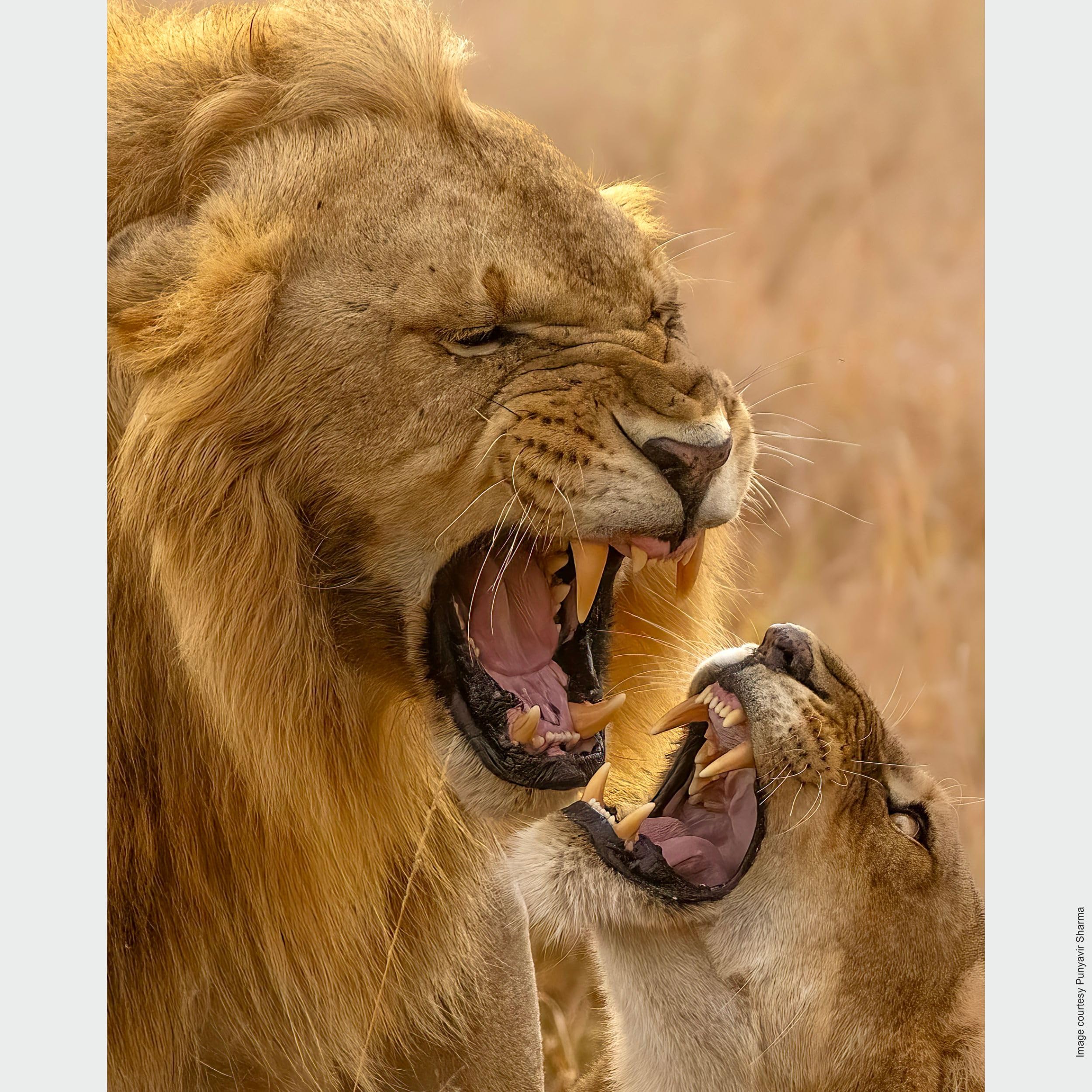 sony-sel200600g-200-600mm-f5-6-6-3-g-super-telezoom-e-mount-vollformat-aps-c-f-r image 8
